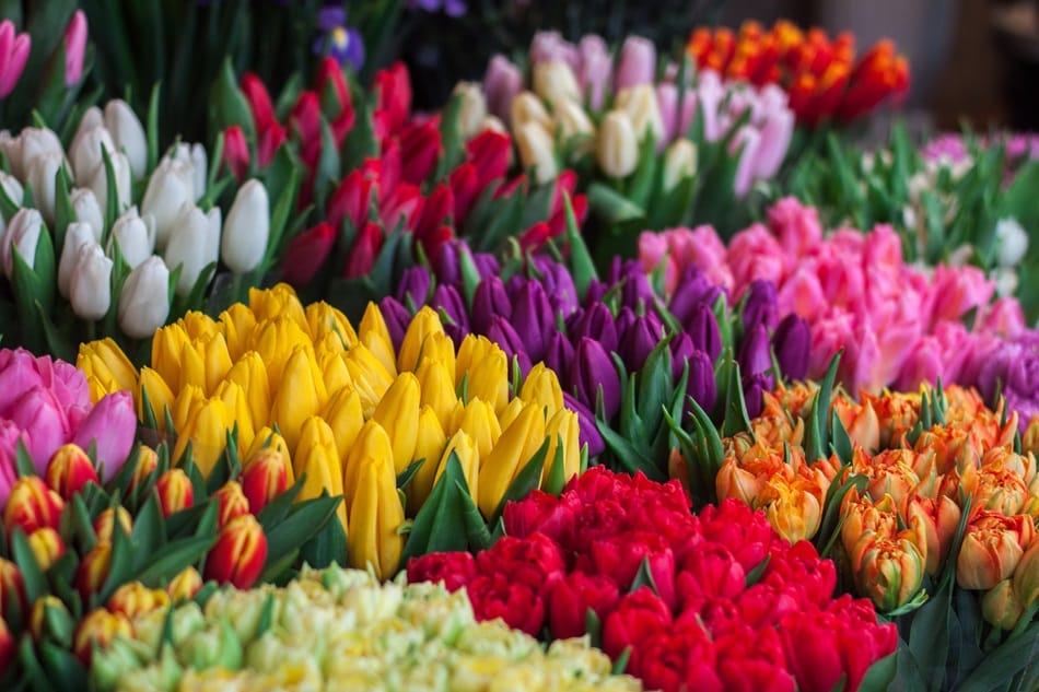 Florists in Downtown San Jose